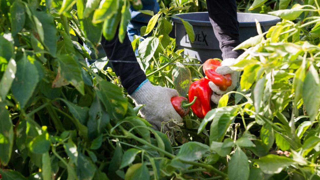 202607150615-MCT-PHOTO-US-NEWS-HEALTH-FARMWORKERS-INSURANCE-FILEPIC-KHN