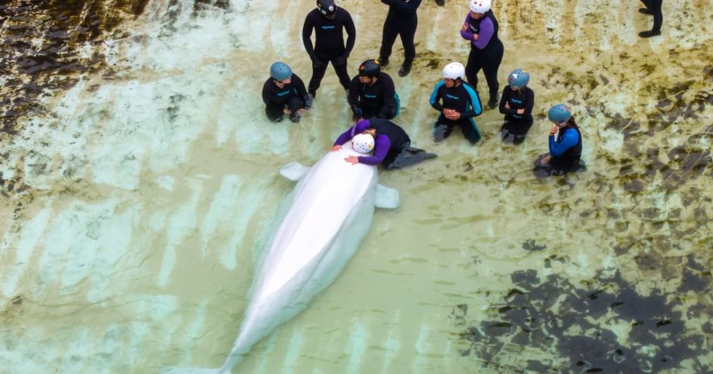 Emotional Farewell: Canada's Last Captive Whales Depart Marineland